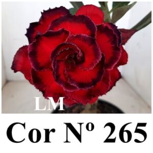 ENXERTO 9544 – 25cm (cor LM 265)