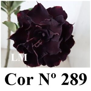 ENXERTO 9552 – 20cm (cor LM 289)