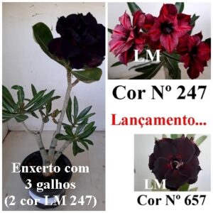 ENXERTO 9588 – 30cm (cor LM 657 e LM 247)