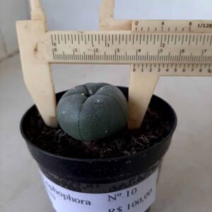 Cacto Lophophora Williamsii Nº 10 - vaso 09