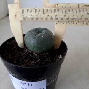 Cacto Lophophora Williamsii Nº 11 - vaso 09