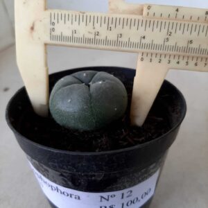 Cacto Lophophora Williamsii Nº 12 - vaso 09