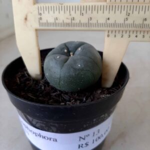 Cacto Lophophora Williamsii Nº 13 - vaso 09