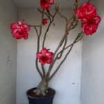 Planta Dobrada 1437 – 60cm – 05 anos