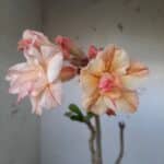 Planta Dobrada 1481 – 35cm – 02 anos