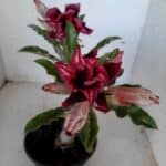 ENXERTO 9920 – 22cm (cor LM 870)