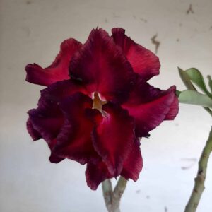 Planta Dobrada 1505 – 45cm – 03 anos
