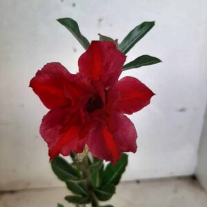 Planta Dobrada 1552 – 30cm – 01 ano