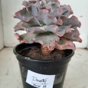 ECHEVERIA DOROTY -  vaso 15