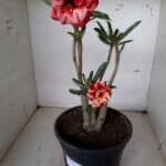 ENXERTO 10054 – 30cm (cor LM 414)