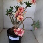 ENXERTO 10056 – 30cm (cor LM 220)