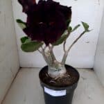 ENXERTO 10064 – 30cm (cor LM 339)