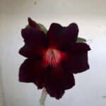 Planta Simples 1539 – 35cm – 02 anos