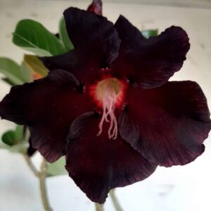Planta Simples 1548 – 50cm – 04 anos