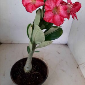 Planta Simples 1557 – 25cm – 01 ano