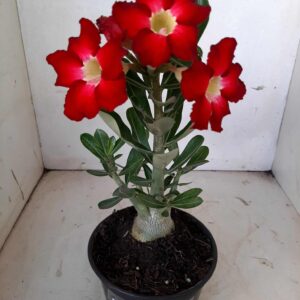 Planta Simples 1558 – 25cm – 01 ano