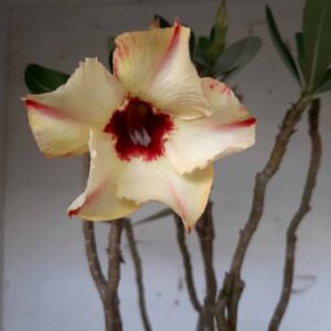 Planta Simples 1559 – 50cm – 05 anos