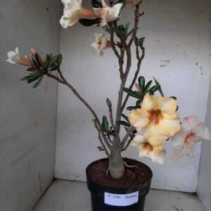 Planta Simples 1560 – 40cm – 02 anos