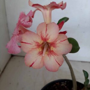 Planta Simples 1561 – 30cm – 02 anos