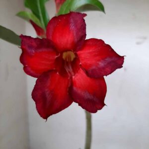 Planta Simples 1562 – 30cm – 02 anos