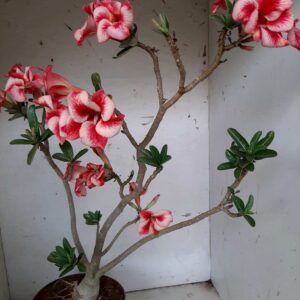 Planta Simples 1563 – 50cm – 03 anos