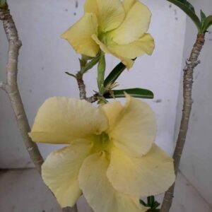 Planta Simples 1564 – 30cm – 02 anos