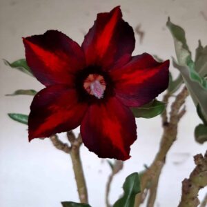 Planta Simples 1565 – 45cm – 03 anos