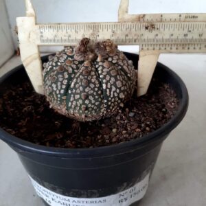 ASTROPHYTUM ASTERIAS SUPER KABUTO  Nº 01 - vaso 15
