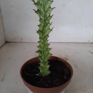 Euphorbia Trigona "Variegata" - Nº 01 - vaso 11 (14cm)