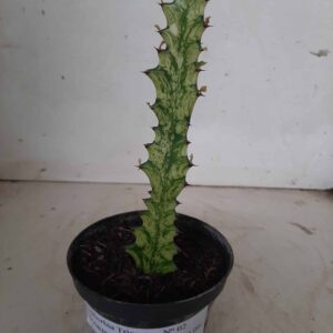 Euphorbia Trigona "Variegata" - Nº 02 - vaso 11 (15cm)