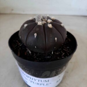 ASTROPHYTUM ASTERIAS “Purple” Nº 06 – vaso 08