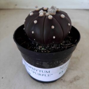 ASTROPHYTUM ASTERIAS “Purple” Nº 07 – vaso 08