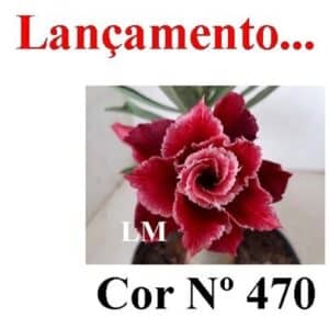 ENXERTO COR LM 470