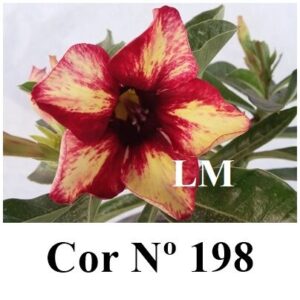 ENXERTO COR LM 198