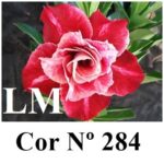 ENXERTO COR LM 284