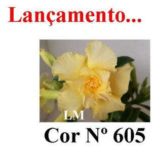 ENXERTO COR LM 605