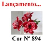 ENXERTO COR LM 894