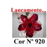 ENXERTO COR LM 920