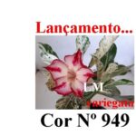 ENXERTO cor LM 949 (variegata)