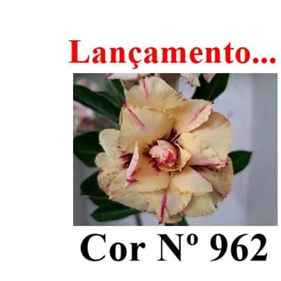 Cor Nº 962 (3) LM Lançamento ENXERTO COR LM 962 - Imagem 1