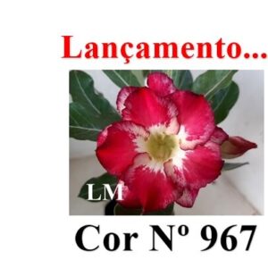 ENXERTO COR LM 967