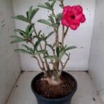 ENXERTO 10192 – 35cm (cor LM 384)