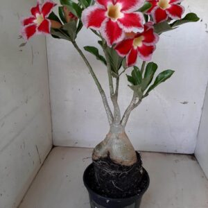 Planta Simples 1602 – 45cm – 03 anos