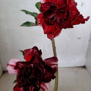 ENXERTO 10440 – 25cm (cor LM 876) HIHANNA