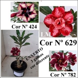 ENXERTO 10499 – 25cm (cor LM 424, LM 629 e LM 782)