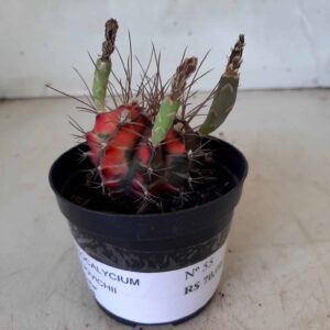 GYMNOCALYCIUM Mihanovichii Variegata Nº 55 – vaso 08