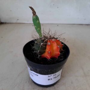 GYMNOCALYCIUM Mihanovichii Variegata Nº 56 – vaso 08