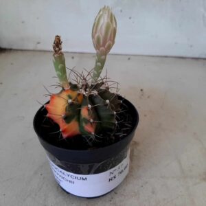 GYMNOCALYCIUM Mihanovichii Variegata Nº 57 – vaso 08