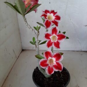 Planta Simples 1610 – 30cm – 01 ano