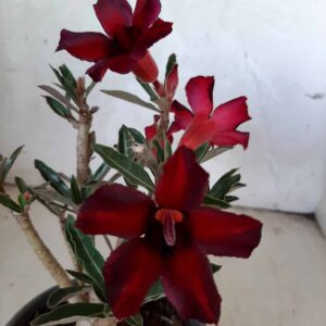 Planta Simples 1612 – 15cm – 01 ano